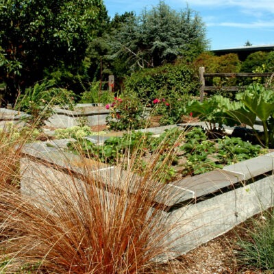 Raised garden beds made with concrete and stone give ease of use for gardening in the Seattle area by Lifestyle Landscapes.
