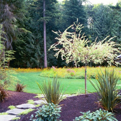 Natural wildflowers and landscaping enhances the large backyard of a residence to promote bee pollination in Seattle.