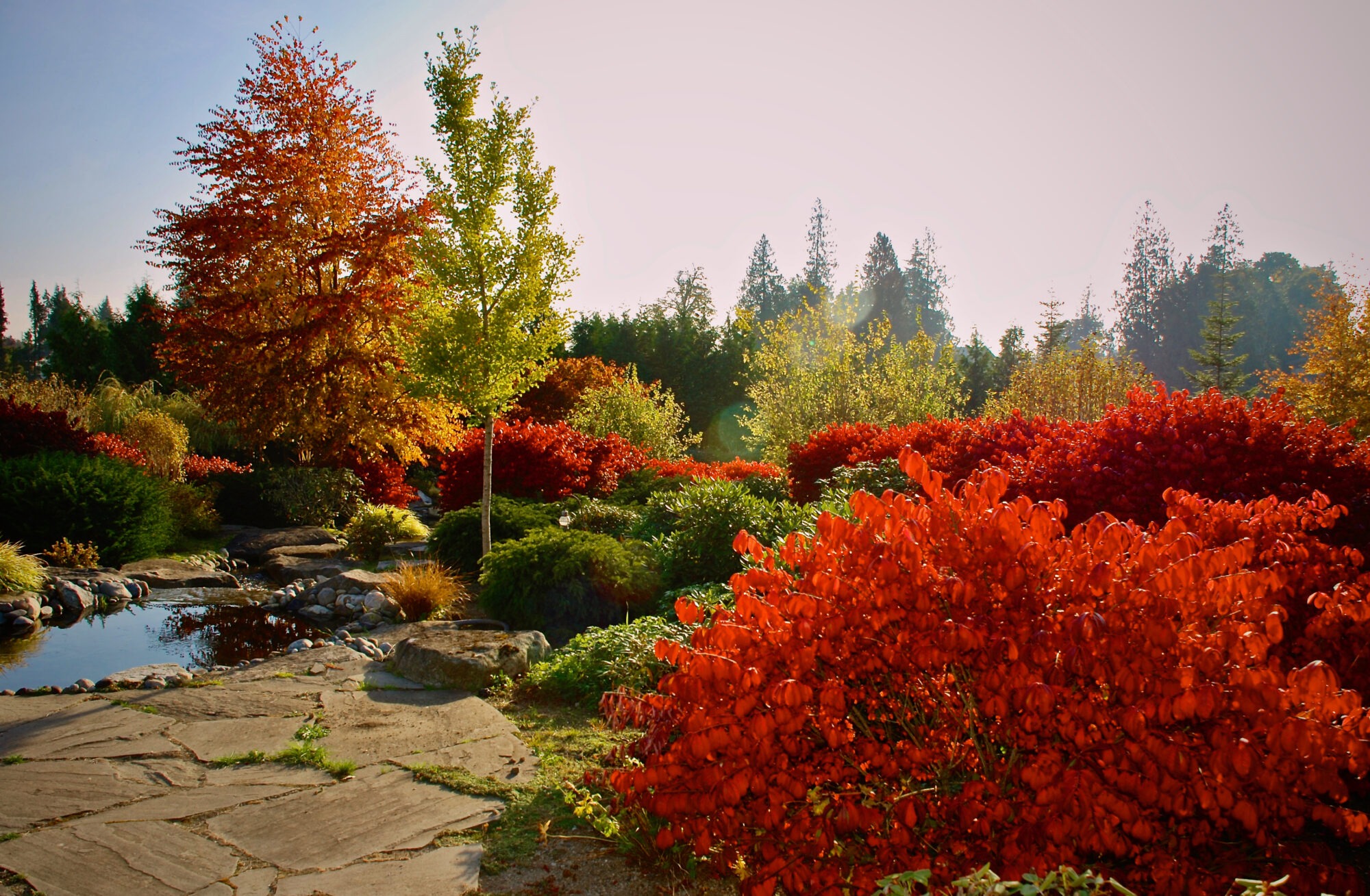 Lush landscape design with paved walkway and pond for Rainier Gardens in Seattle, Washington.